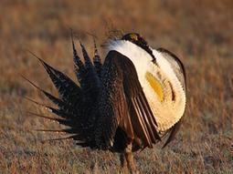 Greater sage-grouse face serious global warming threat