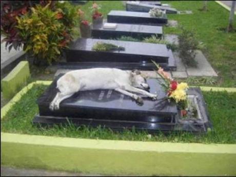 dog on grave of owner