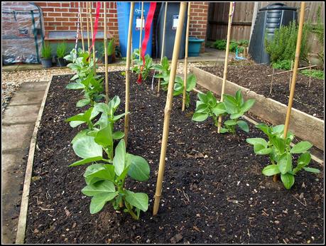 Spare Broad Beans - to use or not to use?