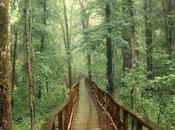 Old-Growth Forest with Astonishing Biodiversity