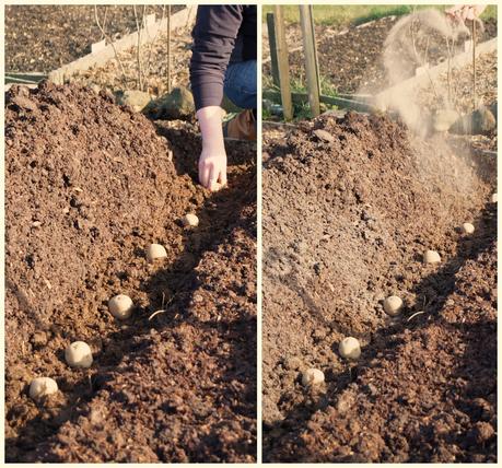 planting rows of potatoes ~ growourown.blogspot.com