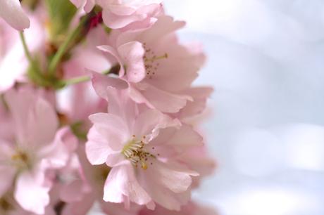 Cherry-Blossom-And-Tulips.jpg