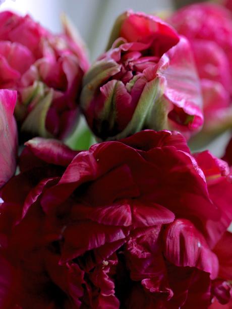 Cherry-Blossom-And-Tulips.