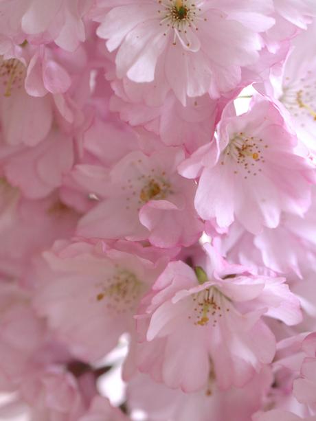 Cherry-Blossom-And-Tulips.jpg