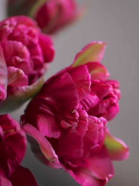 Cherry-Blossom-And-Tulips.jpg