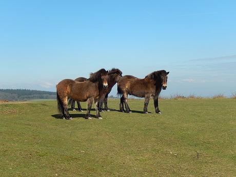 Easter on the Quantocks