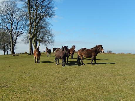 Easter on the Quantocks