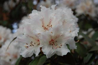 Rhododendron nobleanum 'Album' Flower (15/03/2015, Isabella Plantation, Richmond Park, London) 