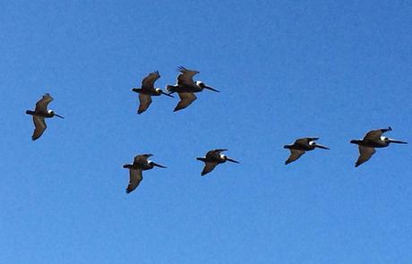 Flock of pelicans - photo credit: Mike Sohaskey