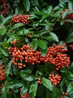 Climbing Plants