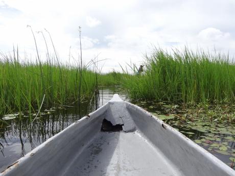 Views from My Mokoro in the Okavango Delta, Botswana