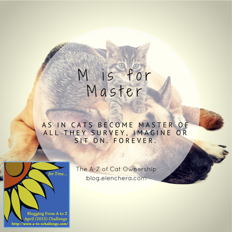 A-Z of Cats: M is for Master (#AtoZChallenge)