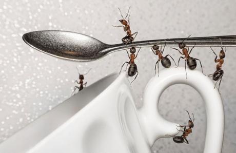 7 Steps to get rid of ants