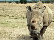 Sudan Kenya Last Hope Northern White Rhino Species
