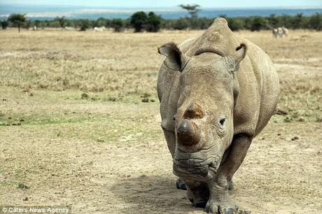 Sudan in Kenya !! ~ the last hope for Northern white rhino species