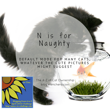 A-Z of Cats: N is for Naughty (#AtoZChallenge)