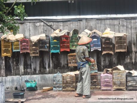 Shoot Bits # : Be sensitive-A man waters the birds to keep them cool in a hot summer day in Yogyakarta