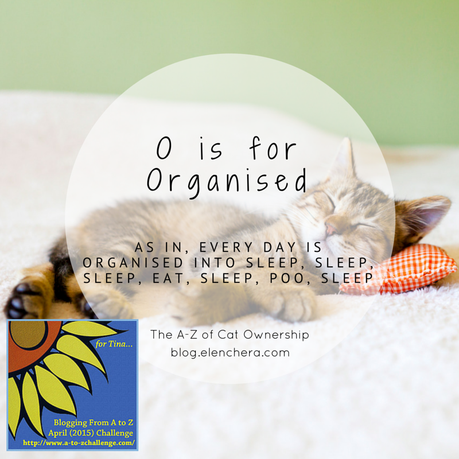 A-Z of Cats: O is for Organised (#AtoZChallenge)