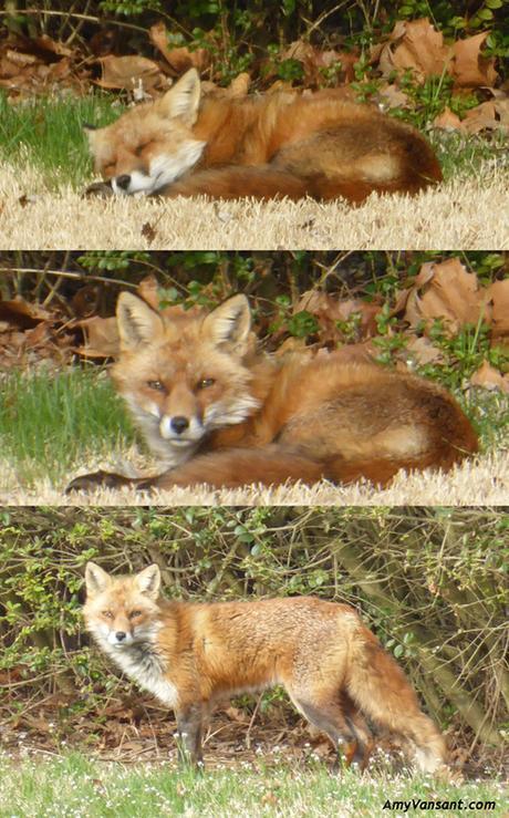 fox3