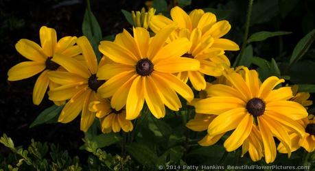 Indian Summer Black Eyed Susans © 2014 Patty Hankins