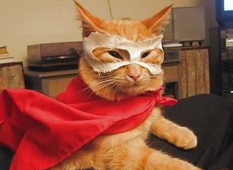 Top 10 Superhero Cats Wearing Capes