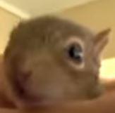 Rocky the baby squirrel that purrs like a cat