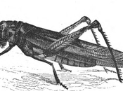 Locusts Bees Flies, Insects Bible
