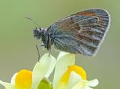 Complete Facts Trivia About Butterflies 01/10