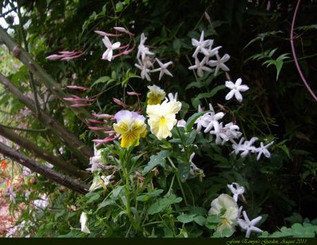 white clematis and yellows