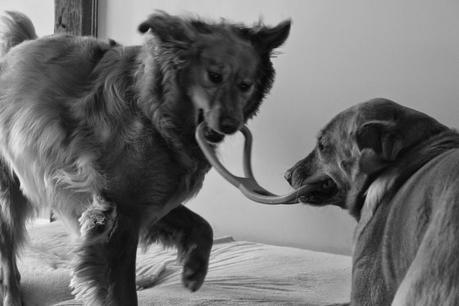 dogs playing tug of war Black and White Sunday