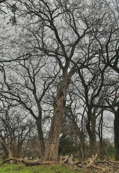 The cottonwood tree (Christy Beam)