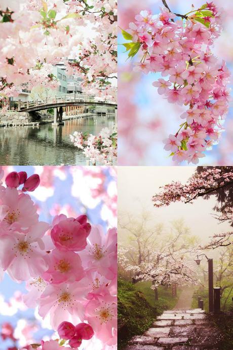 Cherry Blossoms Mood Board FAF