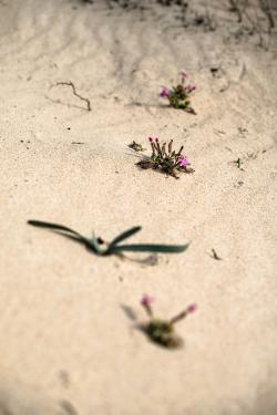 Desert shores, shore desert DSC_9611