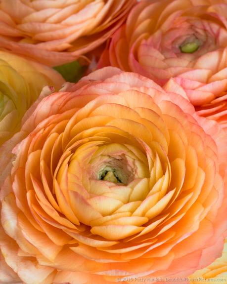 Peach Ranunculus © 2015 Patty Hankins