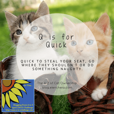 A-Z of Cats: Q is for Quick (#atozchallenge)
