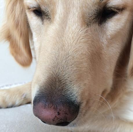 Monday Mischief dog with dirt on nose