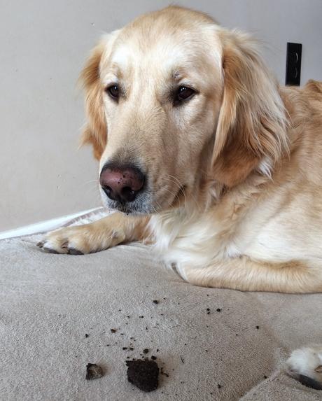 Monday Mischief: Dirt(y) Dog