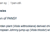 "Pansy" Defined Merriam-Webster Dictionary