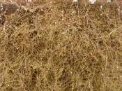 Abeliophyllum Distichum