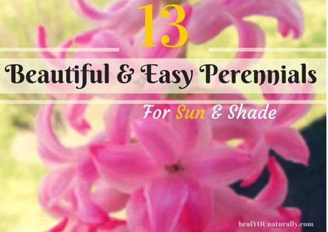 13 Beautiful and Easy Perennials for Shade and Sun
