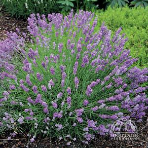 13 Beautiful and Easy Perennials for Shade and Sun