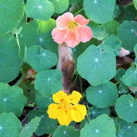 nasturiums