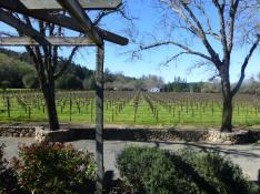 Red Thread™ | Napa Narrative | Shypoke Vineyard