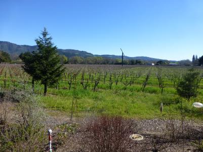 Red Thread™ | Napa Narrative | Shypoke Vineyard