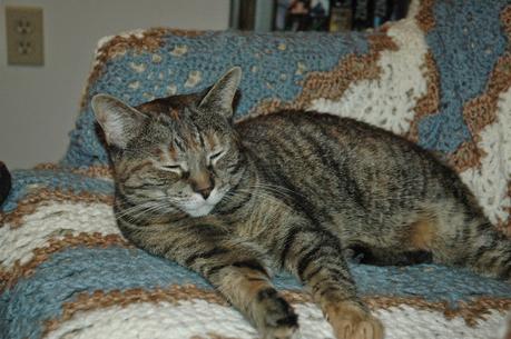 MISSING Manx cat in Pembroke, Ontario PLEASE HELP