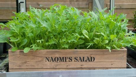 Naomi's Salad