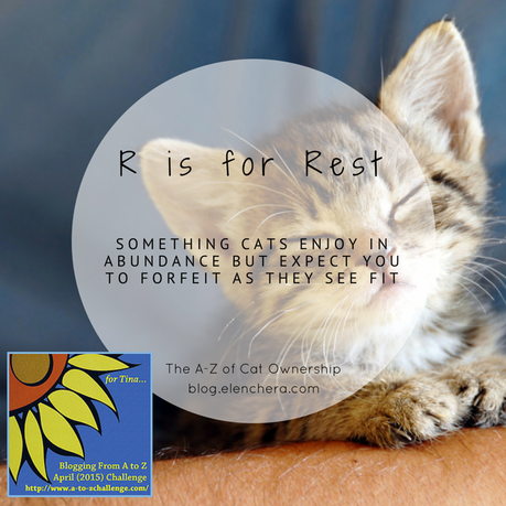 A-Z of Cats: R is for Rest (#AtoZChallenge)