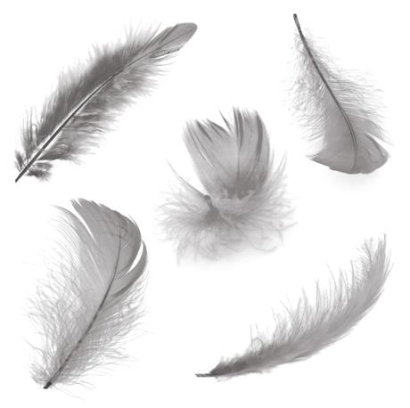 Five feathers