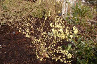 Corylopsis glabrescens (29/03/2015, Kew Gardens, London)