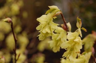 Corylopsis glabrescens Flower (29/03/2015, Kew Gardens, London)